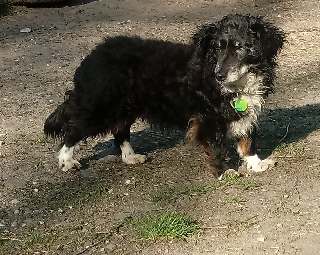 Hundefreunde Ich will leben! e.V. Hunde